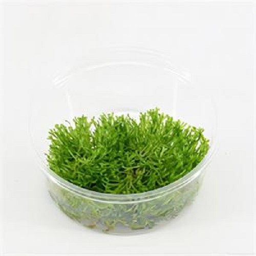 Riccia fluitans in cup